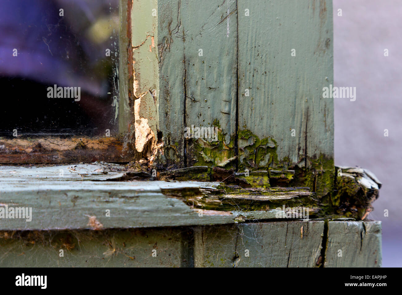 Rotten wood on a timber window frame with serious signs of decay on the corner next to the glass Stock Photo
