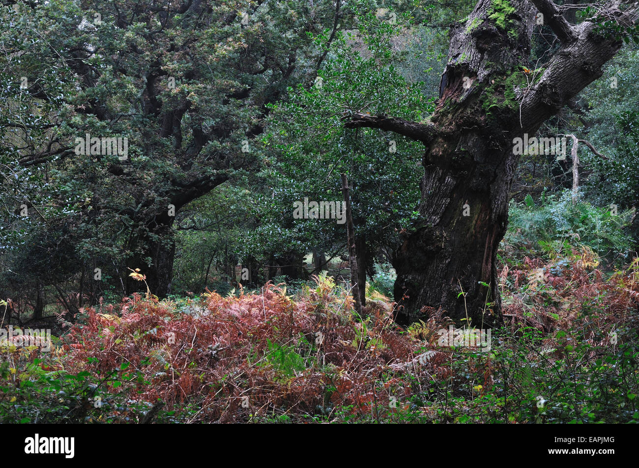 Rans Wood, New Forest national Park, Hampshire, UK Stock Photo