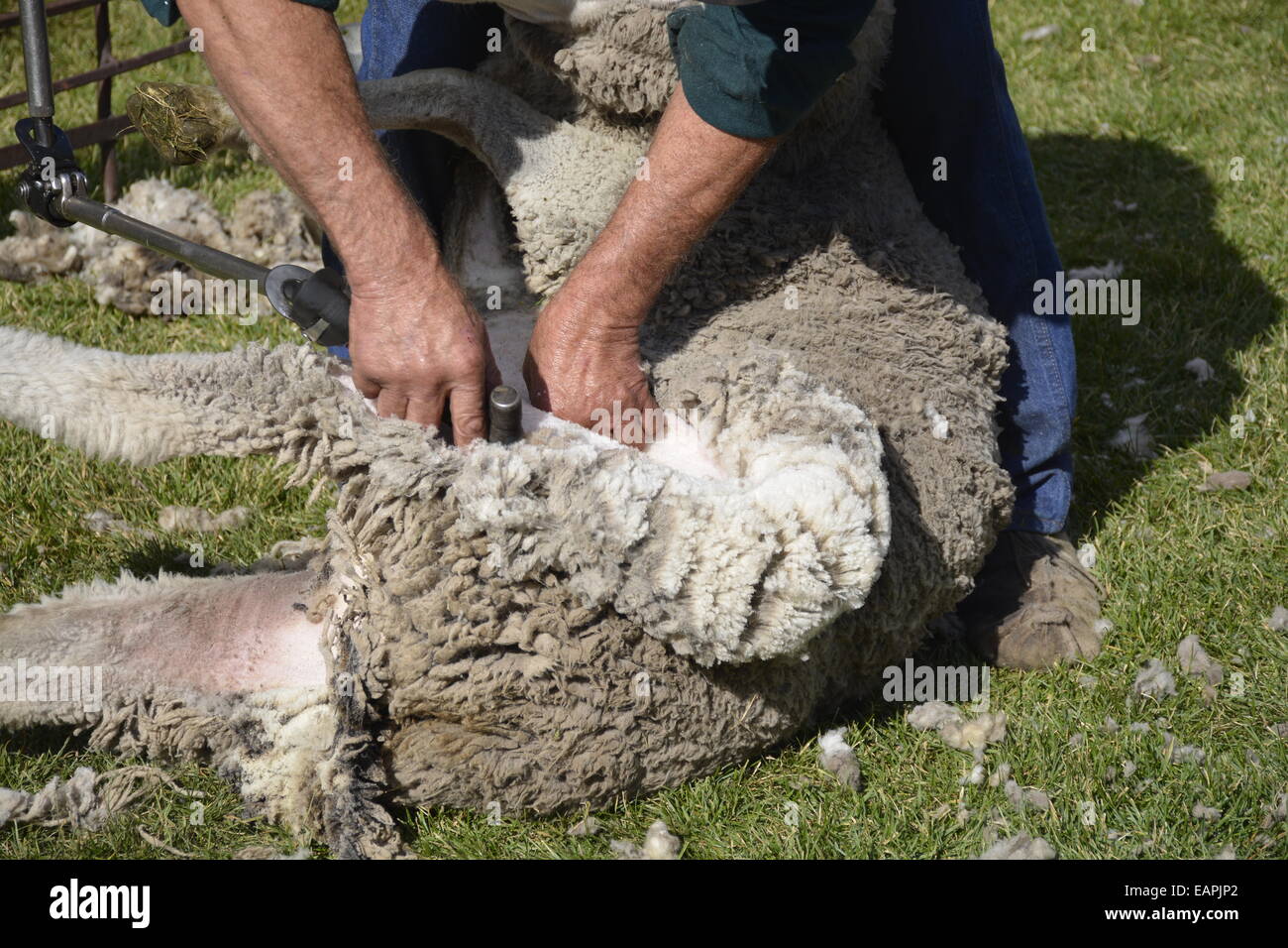 Shearing Sheep Stock Photos & Shearing Sheep Stock Images Alamy