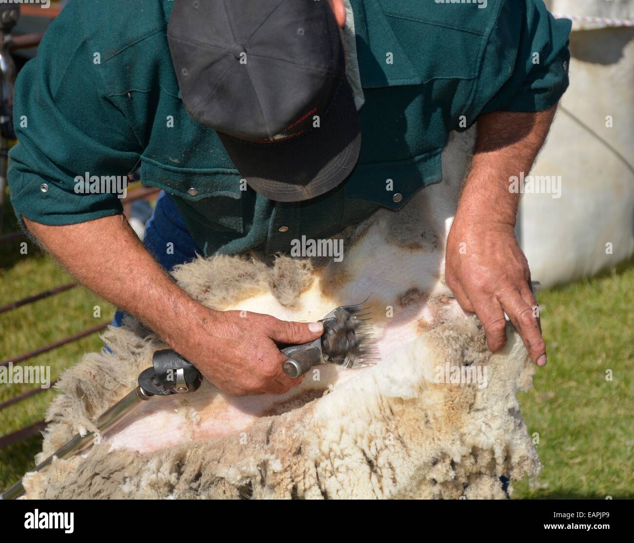 Hand shearing hires stock photography and images Alamy