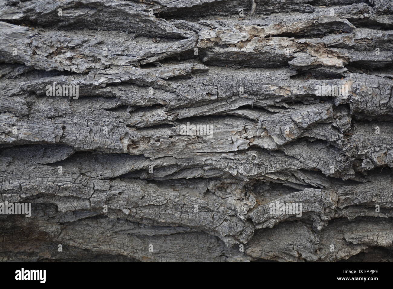 Tree definition hires stock photography and images Alamy