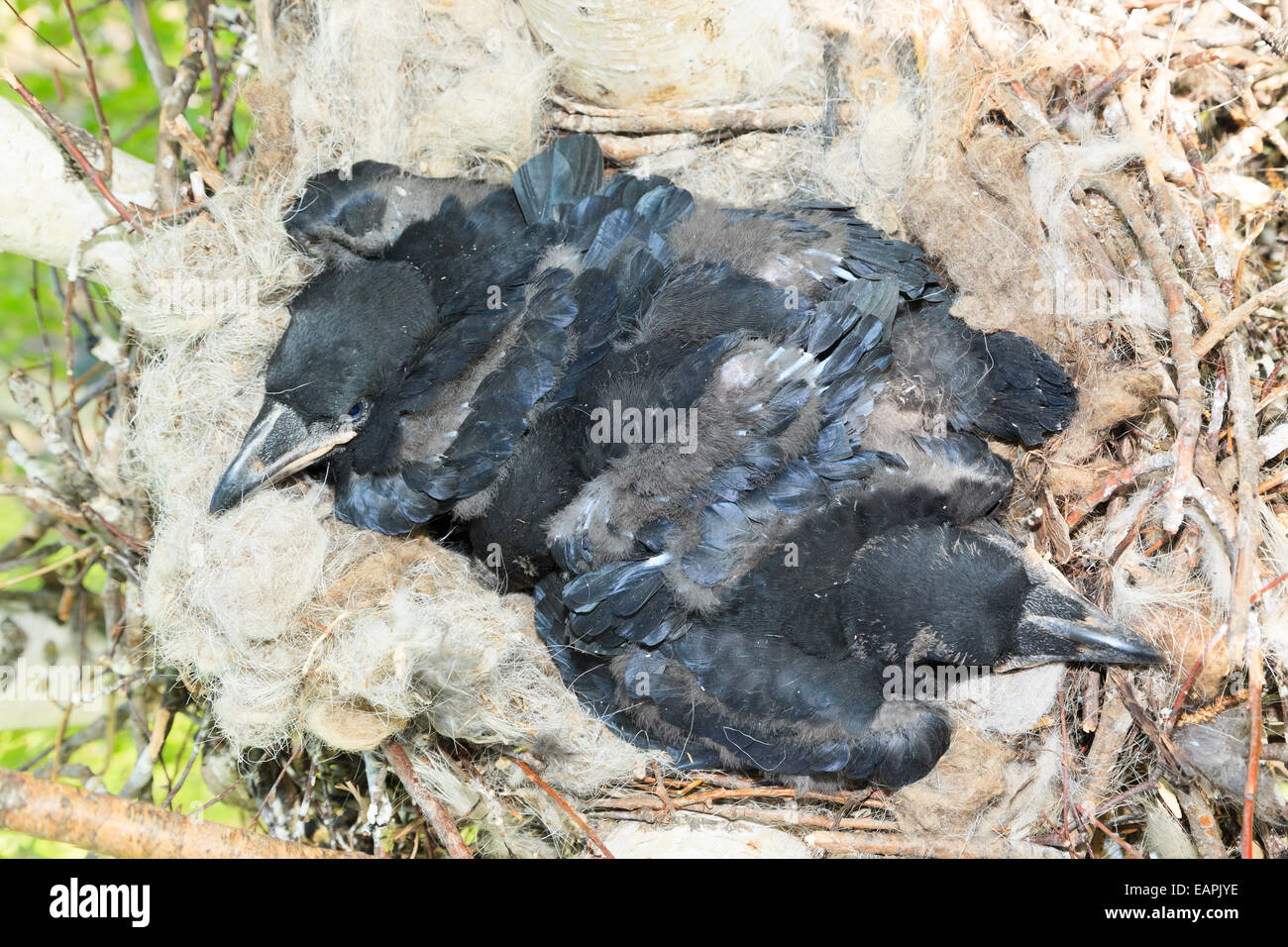 Nest of the Corvus corax, Common Raven in the Nature Stock Photo Alamy