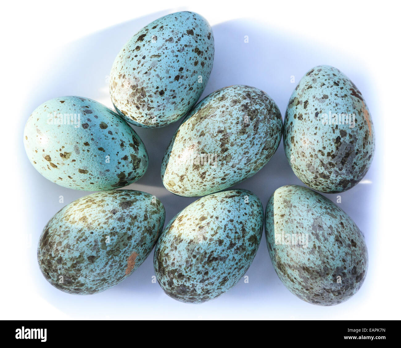 Raven Eggs