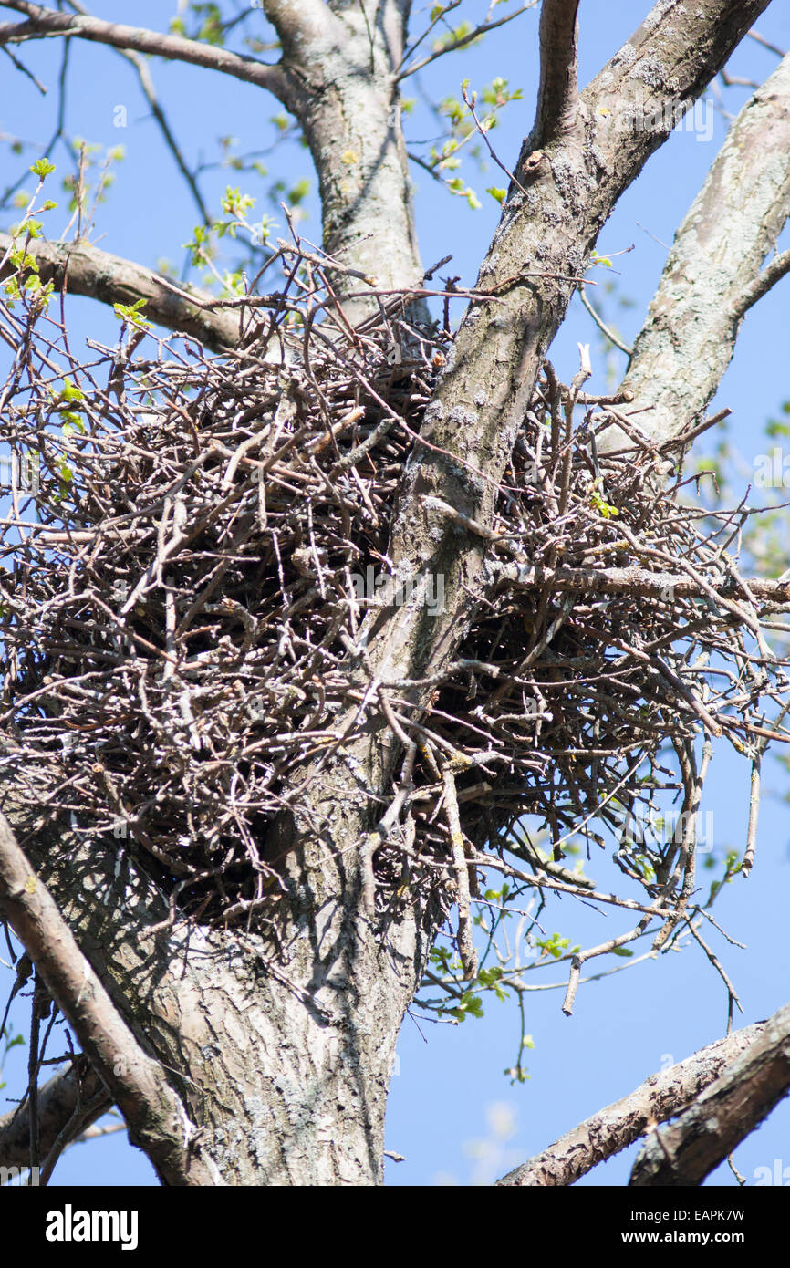 Nest of the Corvus corax, Common Raven in the Nature Stock Photo Alamy