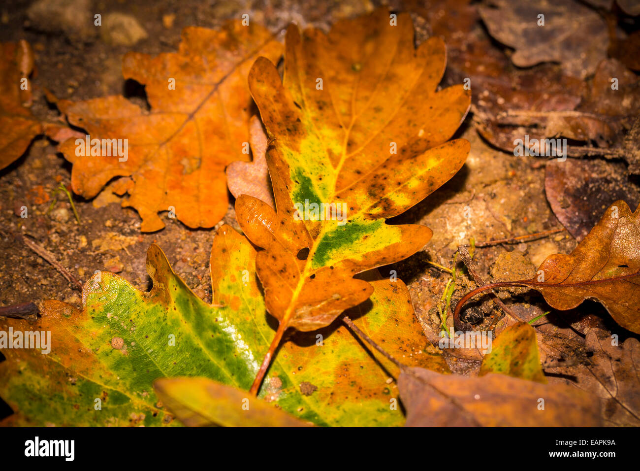 single autumn oak leave at the forest soil Stock Photo - Alamy