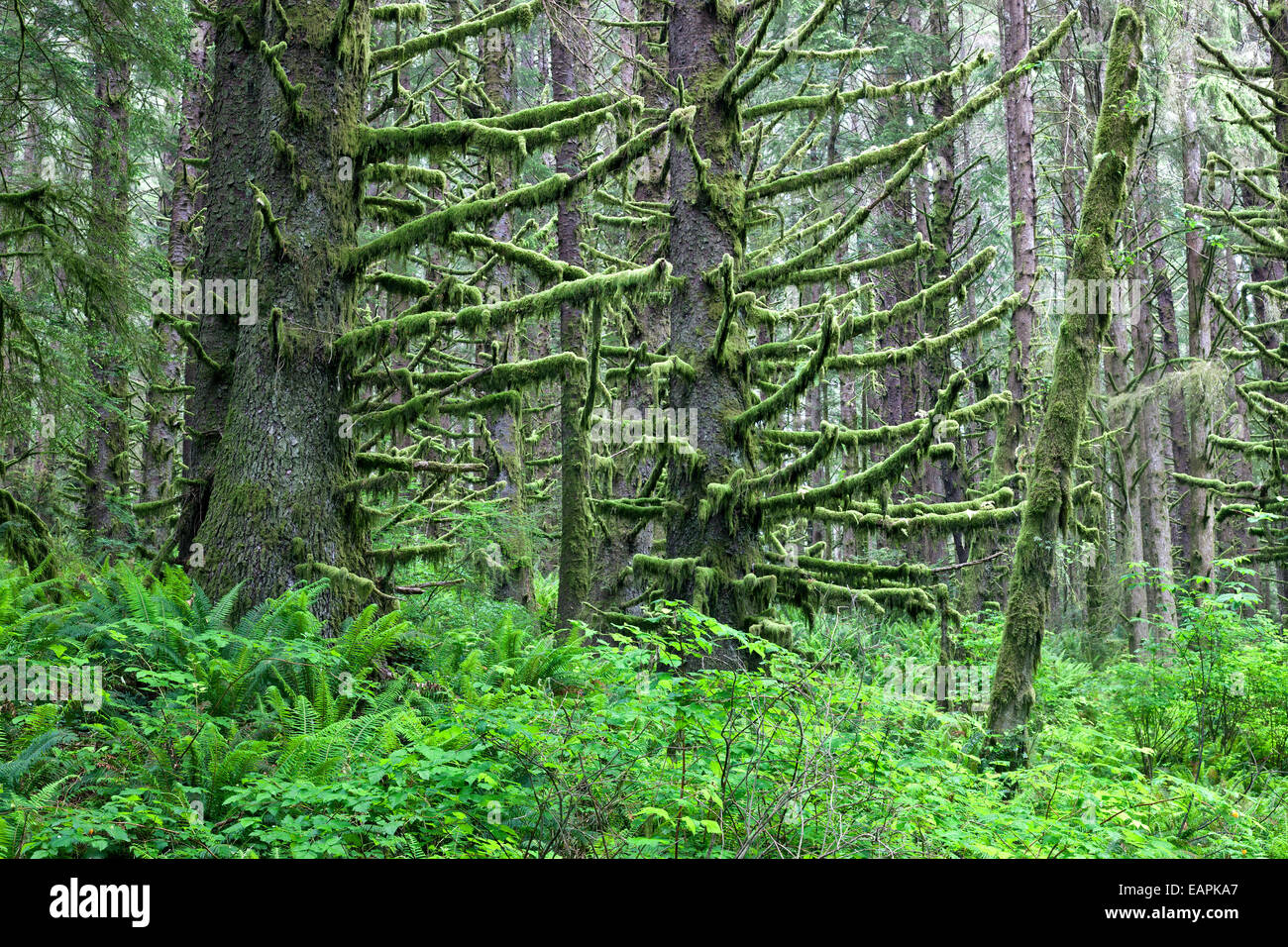 Sitka Spruce forest,  lichen (moss) covered branches. Stock Photo