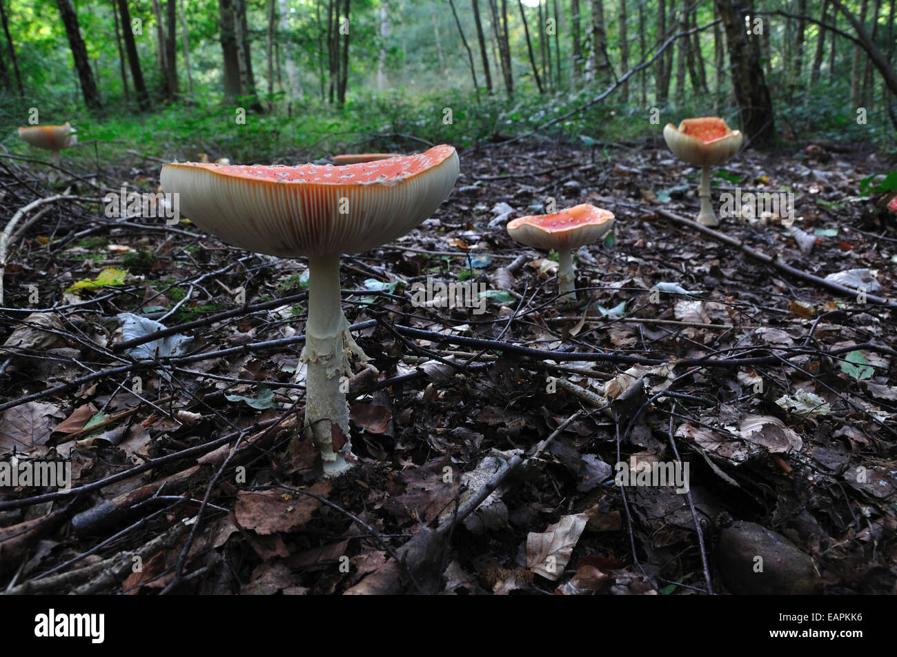 Fly agaric toadstools Stock Photo