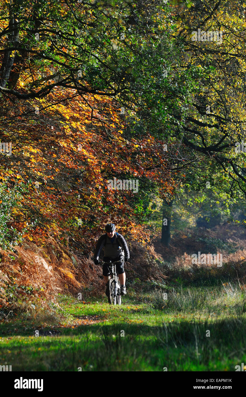 A cyclist in Ashridge Forest in Autumn UK Stock Photo