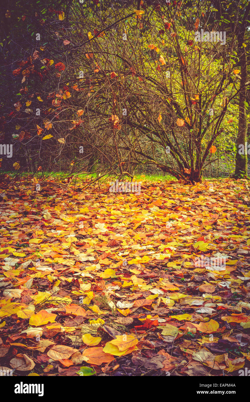 Gold golden foliage shrub hi-res stock photography and images - Alamy