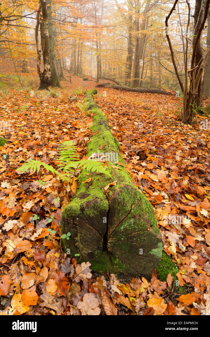 Along the Coast to Coast footpath in, Sneaton Forest, North Yorkshire, England. Stock Photo