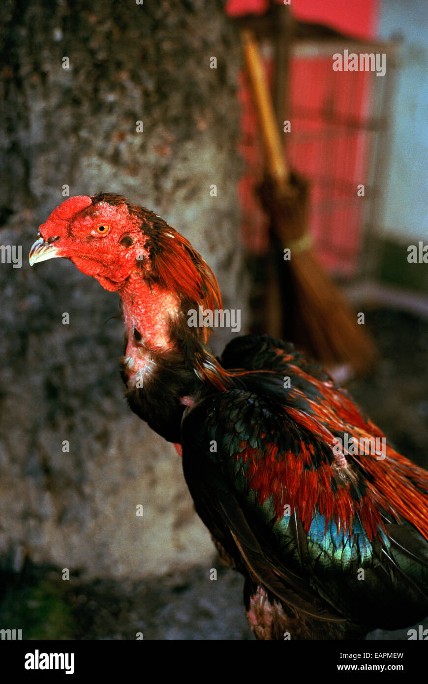 Rooster in Yogyakarta in Java in Indonesia in Southeast Asia Far East ...