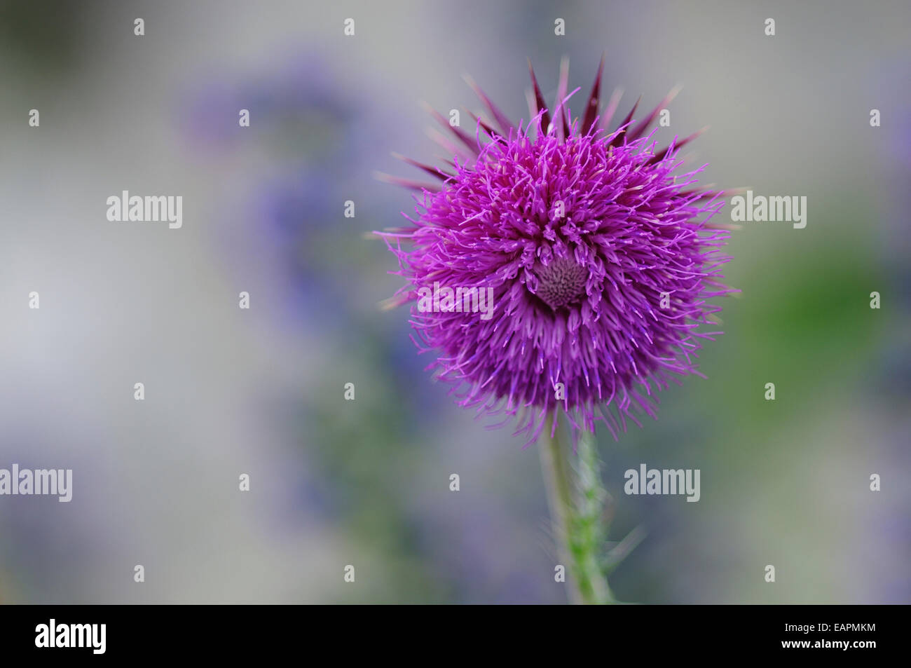 A single musk thistle UK Stock Photo - Alamy