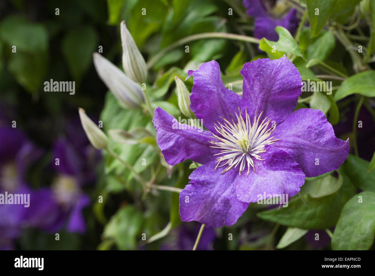 Clematis 'Lady Betty Balfour'. Purple Clematis flowers in an English garden. Stock Photo