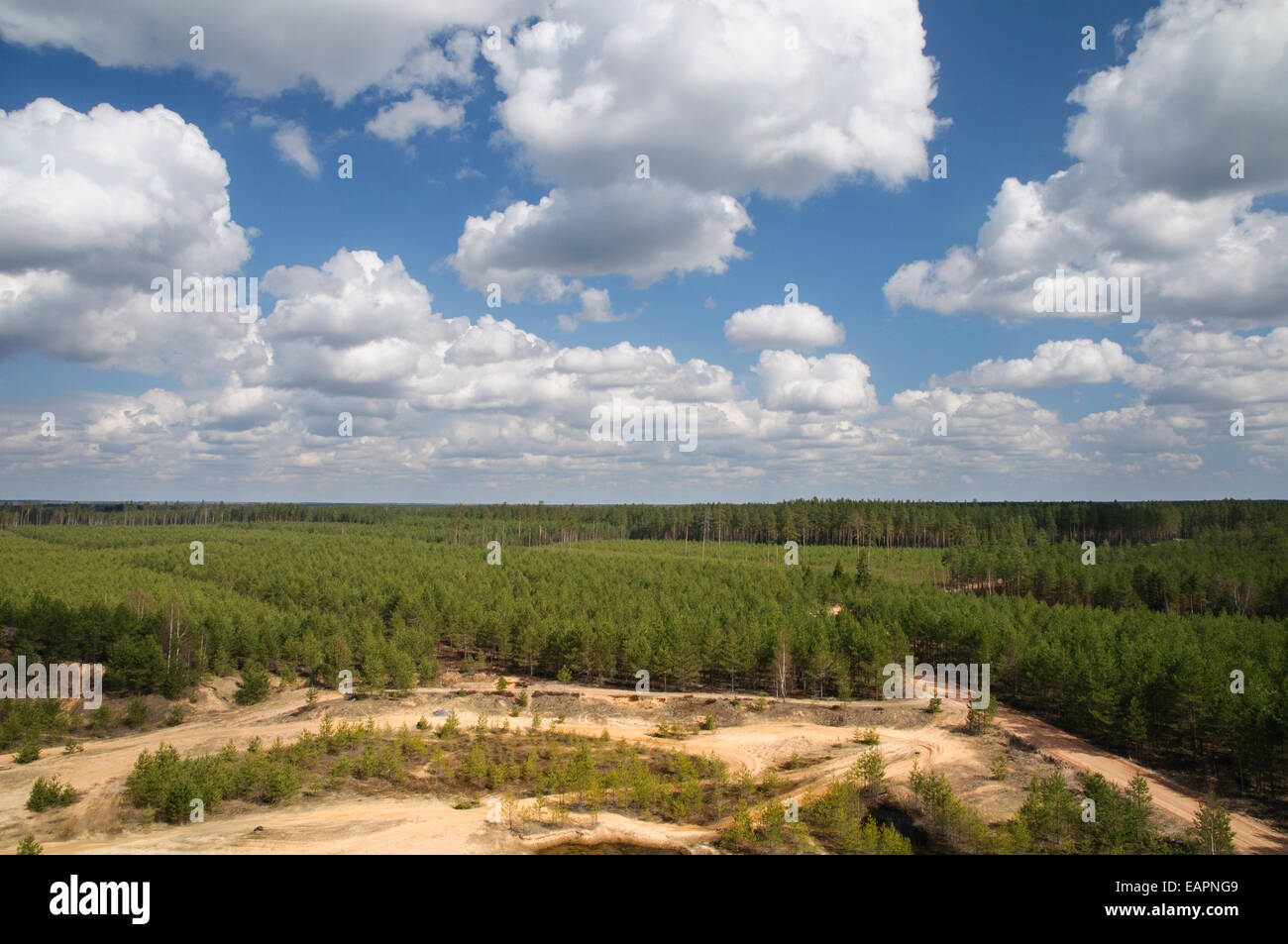Forest plantations in northeast Latvia Stock Photo