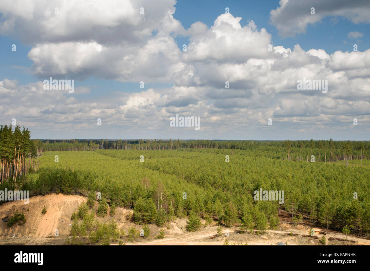 Forest plantations in northeast Latvia Stock Photo