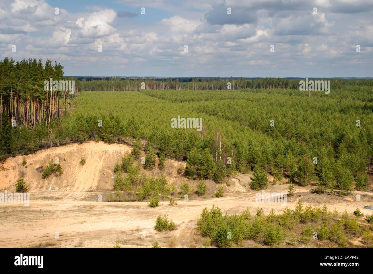 Forest plantations and sand extraction site in northeast Latvia Stock Photo