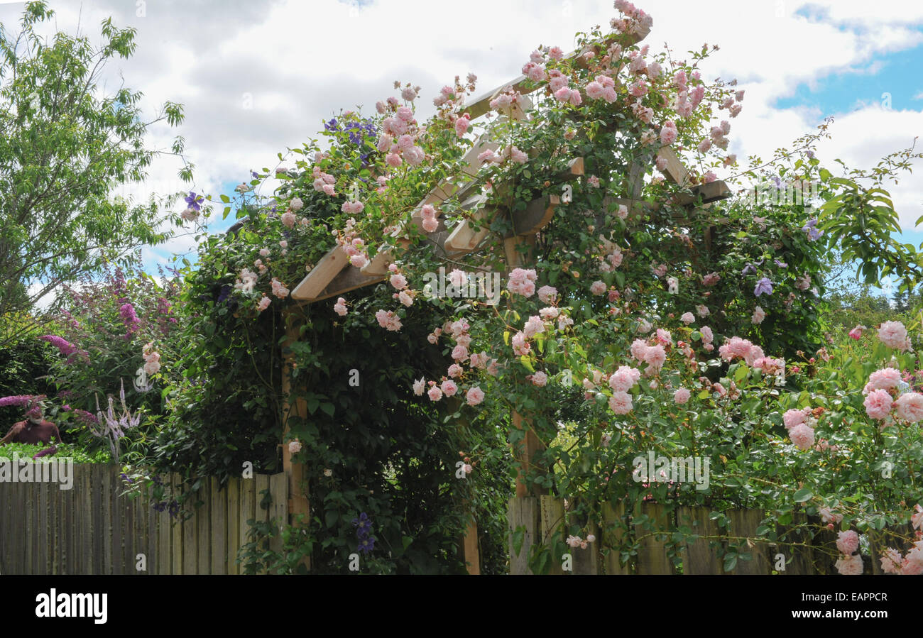 Summer Flowering Pink Roses Climbing over a Wooden Pergola in the ...