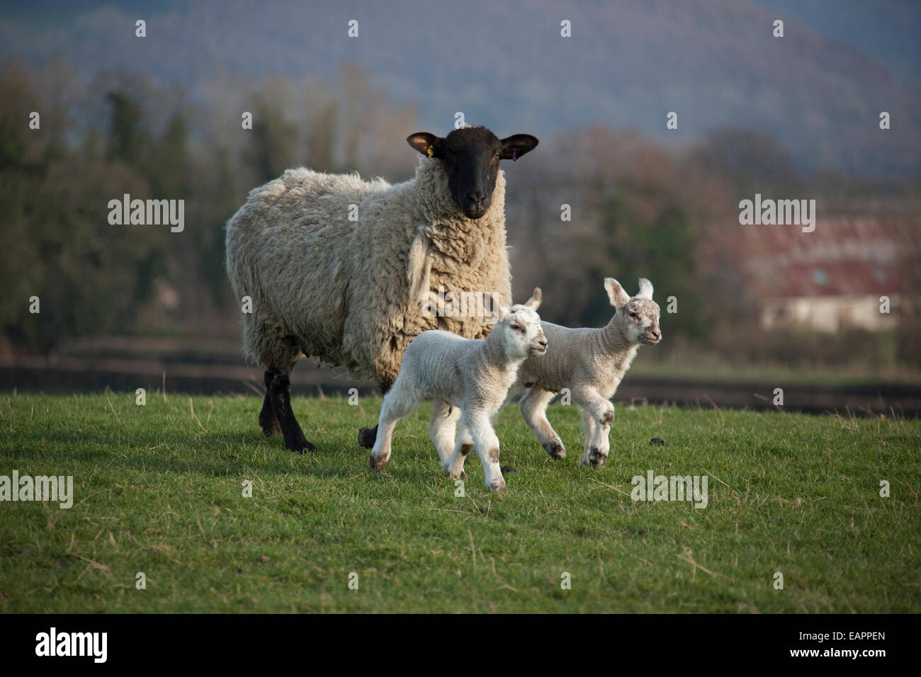 Ewe and twin lambs Stock Photo