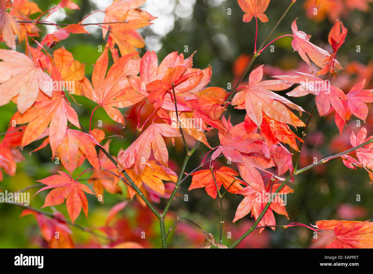 Red orange autumn foliage of the Japanese maple, Acer palmatum Stock Photo