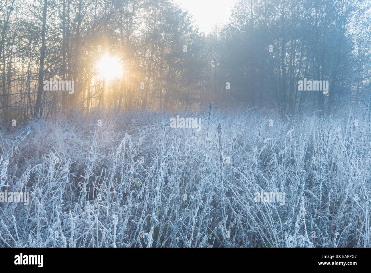 Beautiful landscape with hoarfrost Stock Photo - Alamy