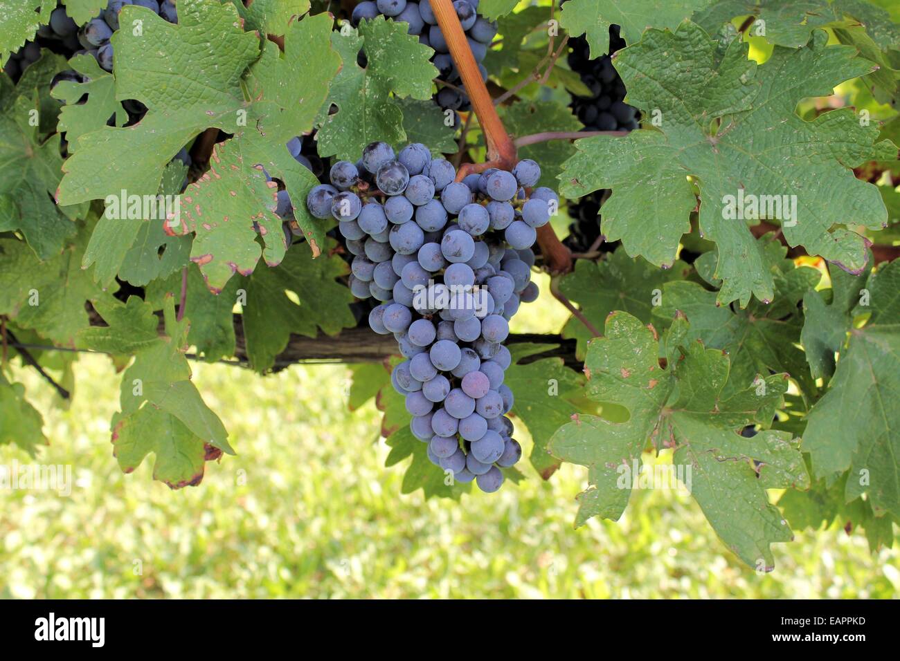 bunch of red grapes on the vine with green leaves Stock Photo - Alamy