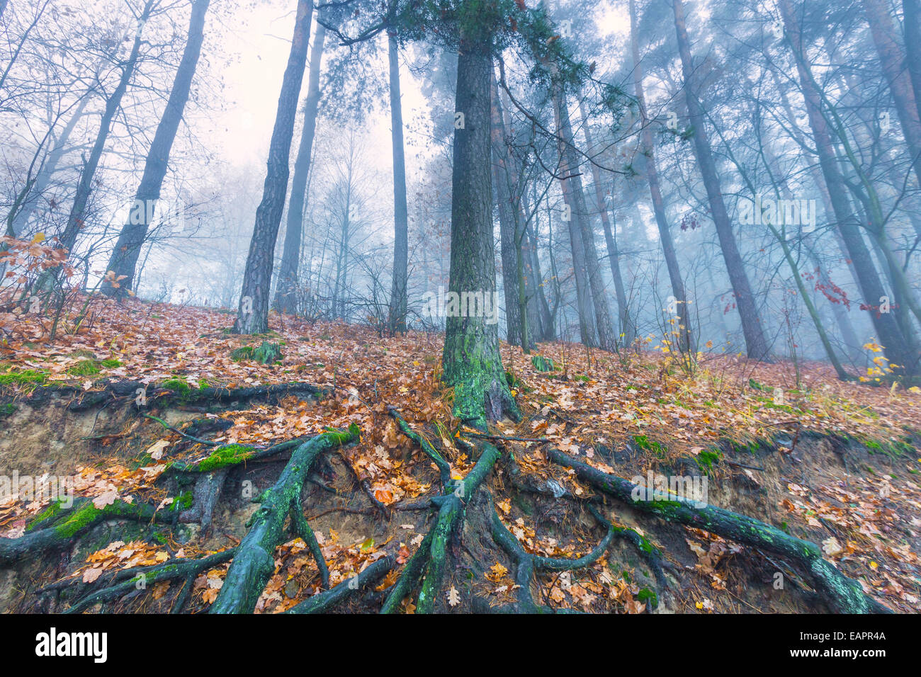 Foggy autumnal forest Stock Photo - Alamy