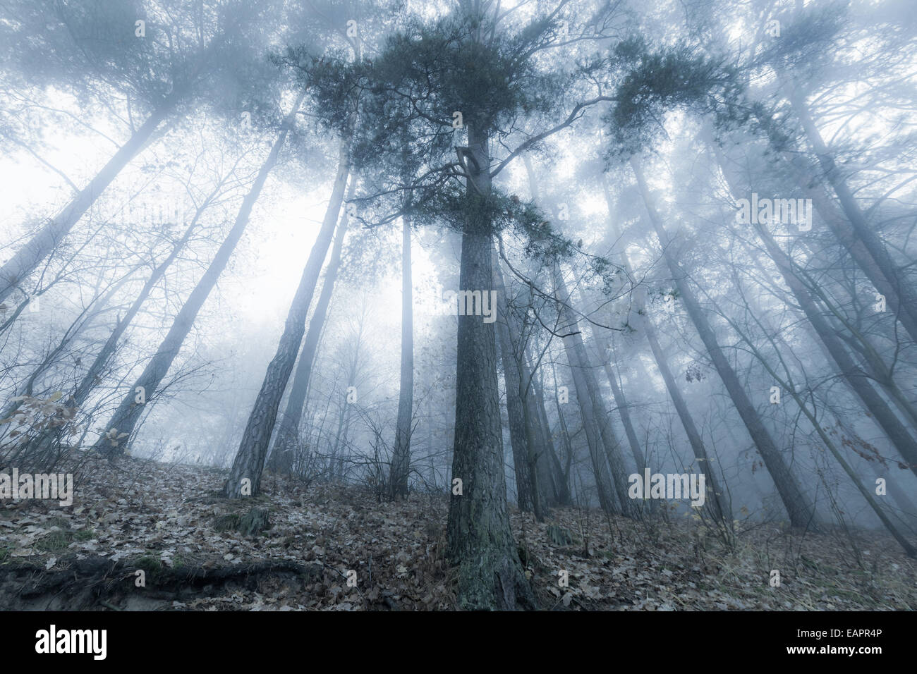 Foggy autumnal forest Stock Photo - Alamy