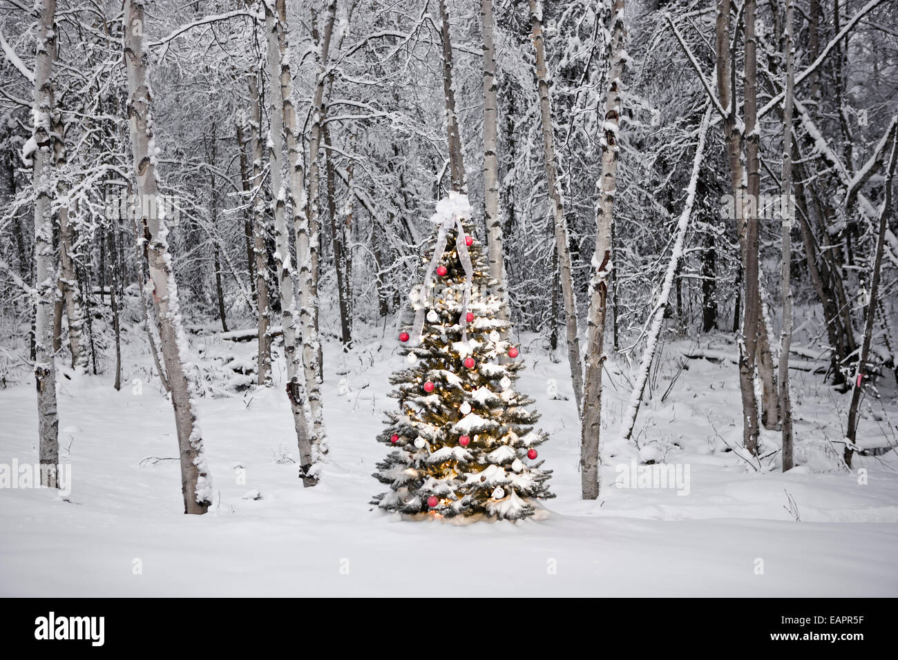 Decorated Christmas Tree In Front A Snow Covered Birch Forest