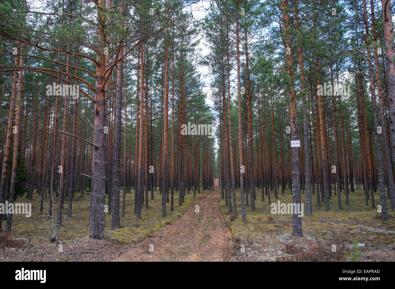 Dry stand of pine trees Stock Photo