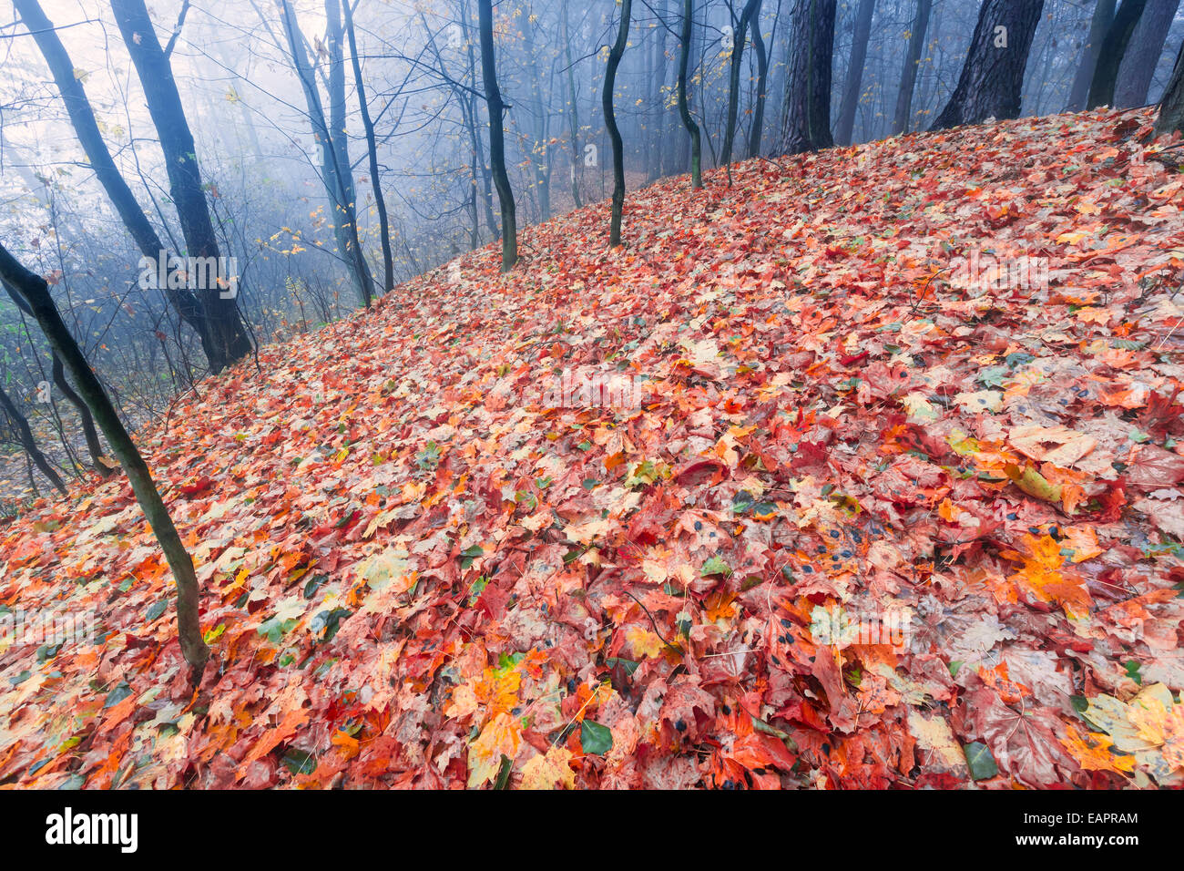 Foggy autumnal forest Stock Photo - Alamy