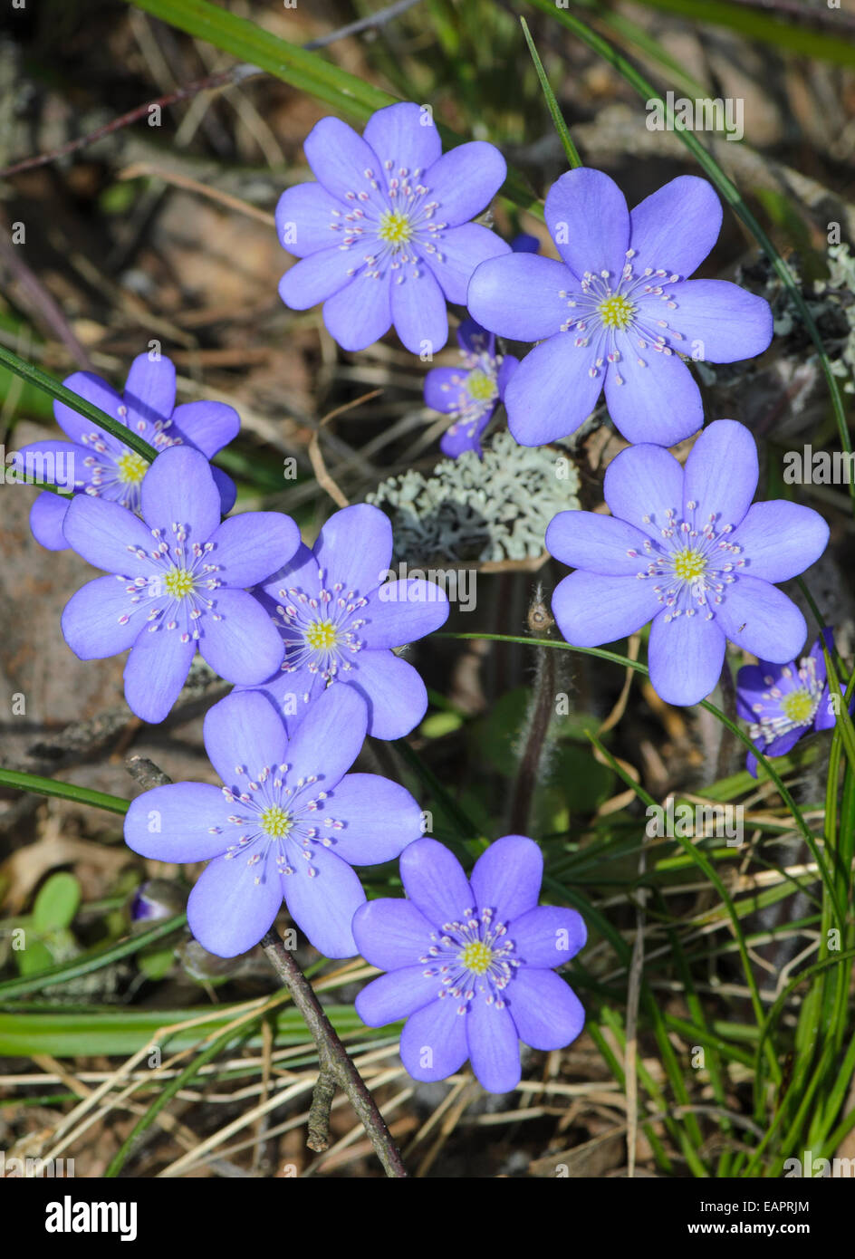 Liverwort Common Hepatica Anemone hepatica flowers Stock Photo