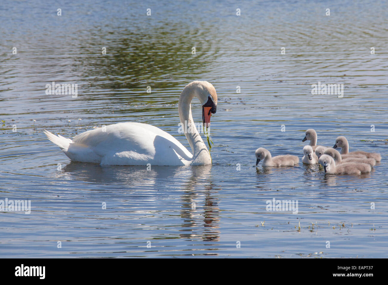Swan and Stock Photo Alamy