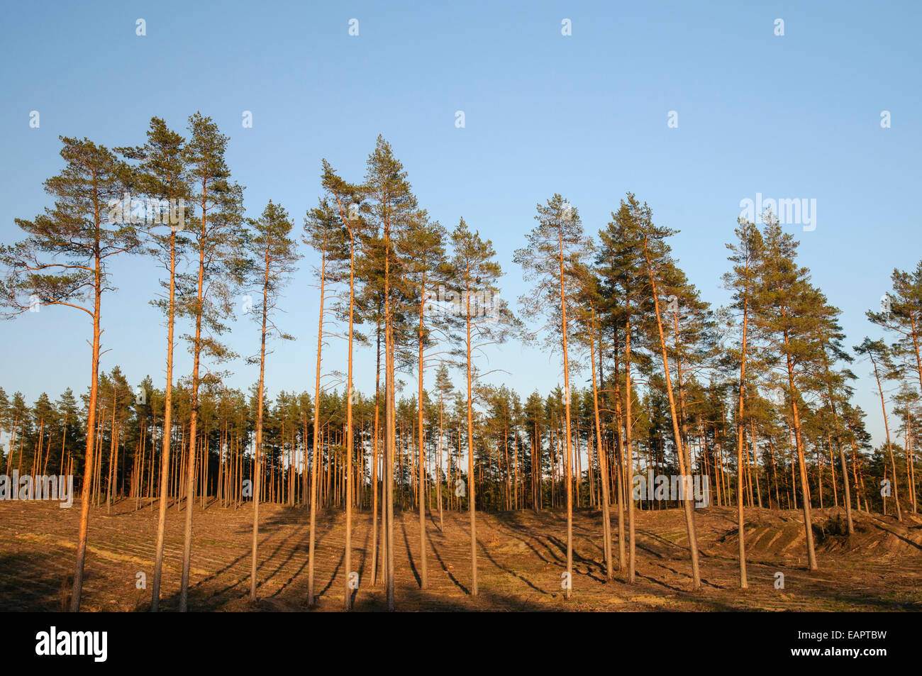 Clear-cut in dry pine forest Stock Photo