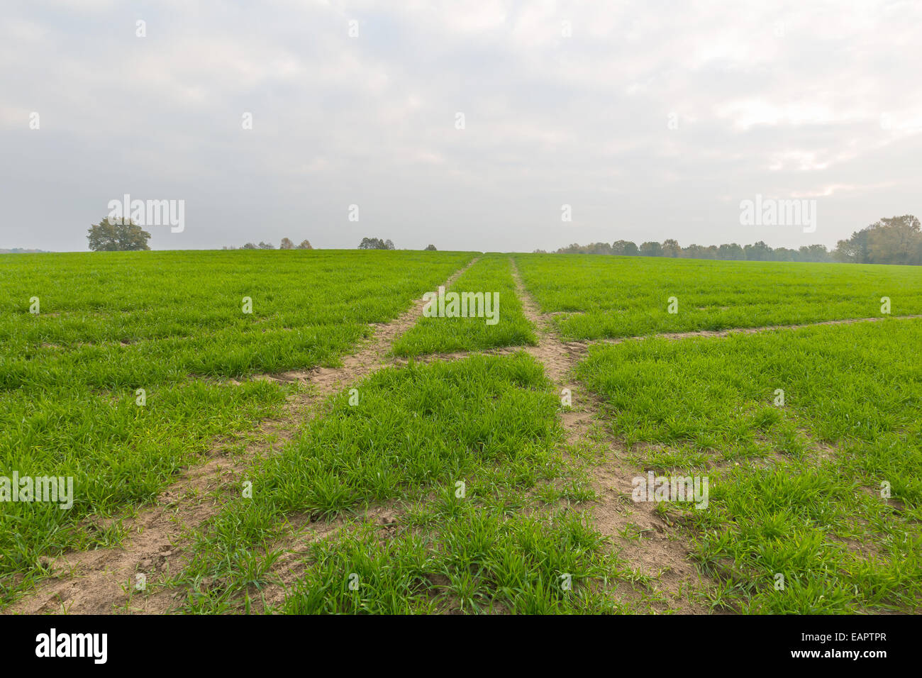 Young green cereal field landscape Stock Photo - Alamy