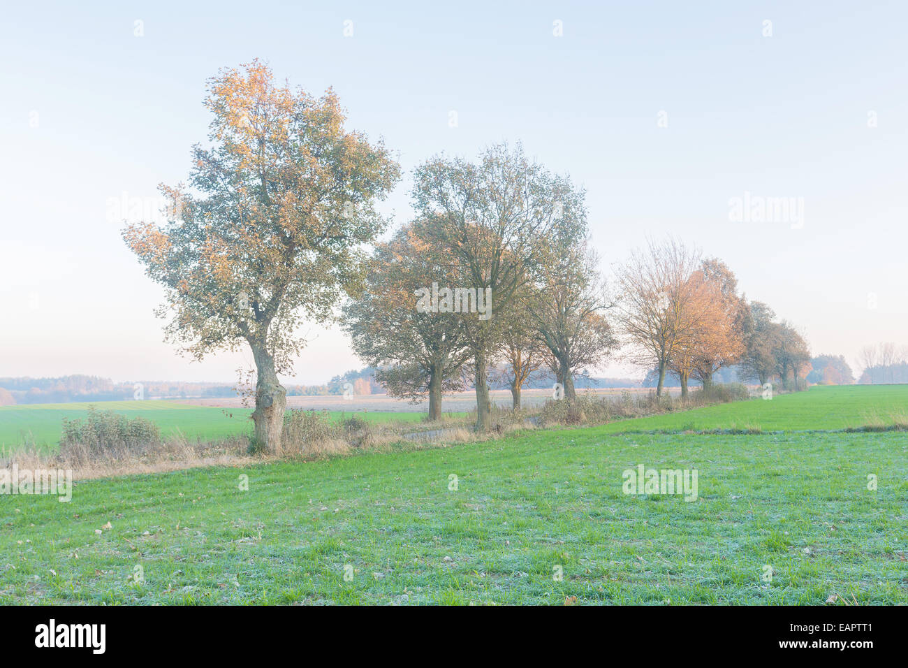 Young green cereal field landscape Stock Photo - Alamy
