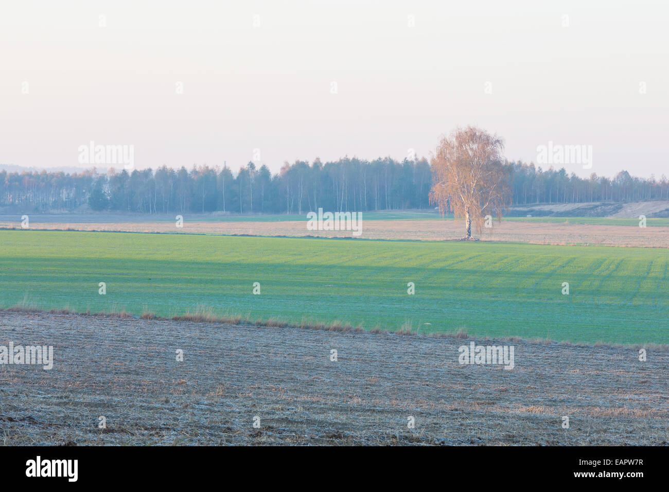 Young green cereal field landscape Stock Photo - Alamy