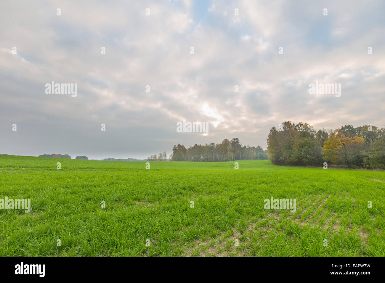 Young green cereal field landscape Stock Photo - Alamy