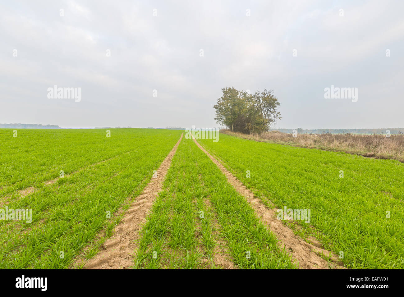Young green cereal field landscape Stock Photo - Alamy
