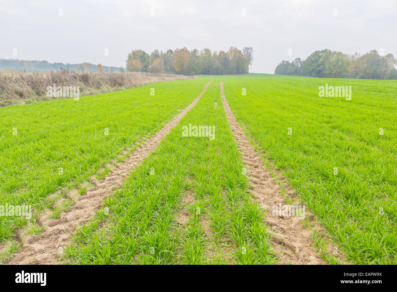Young green cereal field landscape Stock Photo - Alamy