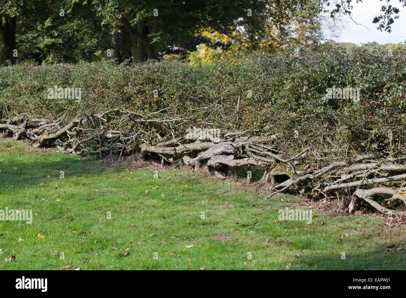 Hawthorn Hedge (Crotaegus monogyna). Cut and relaid at regular several