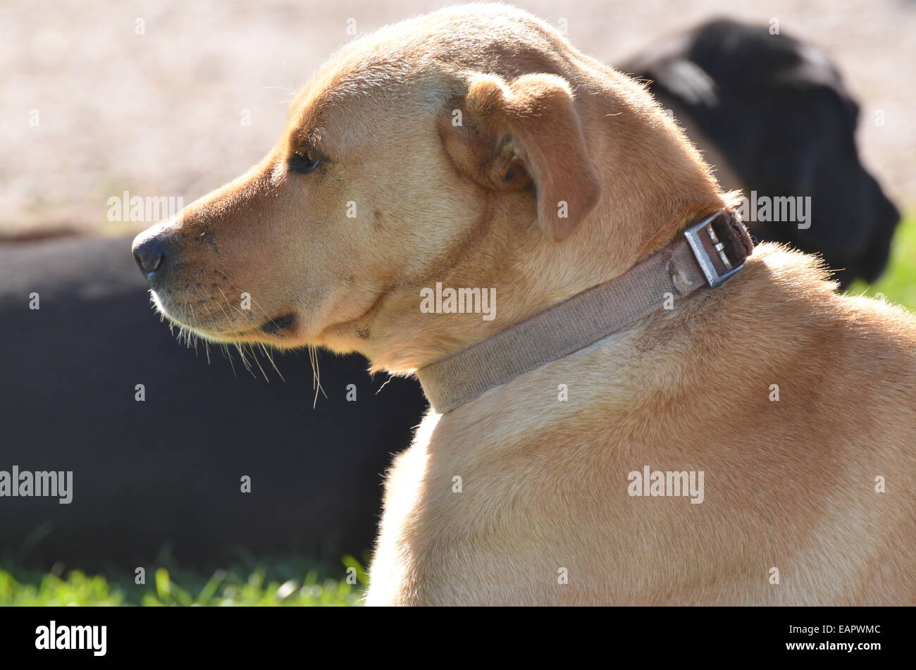 dogs Stock Photo Alamy