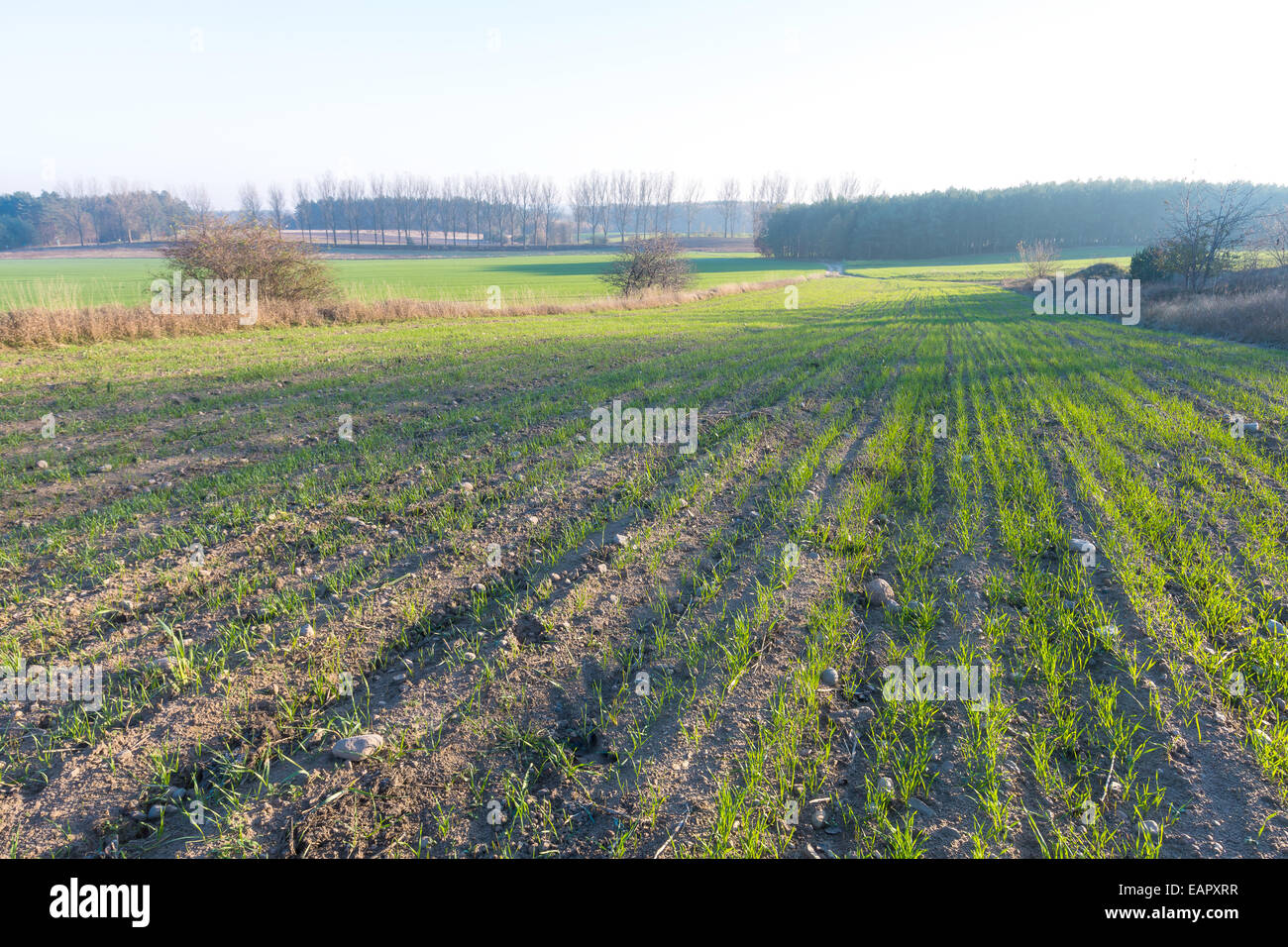 Young green cereal field landscape Stock Photo - Alamy