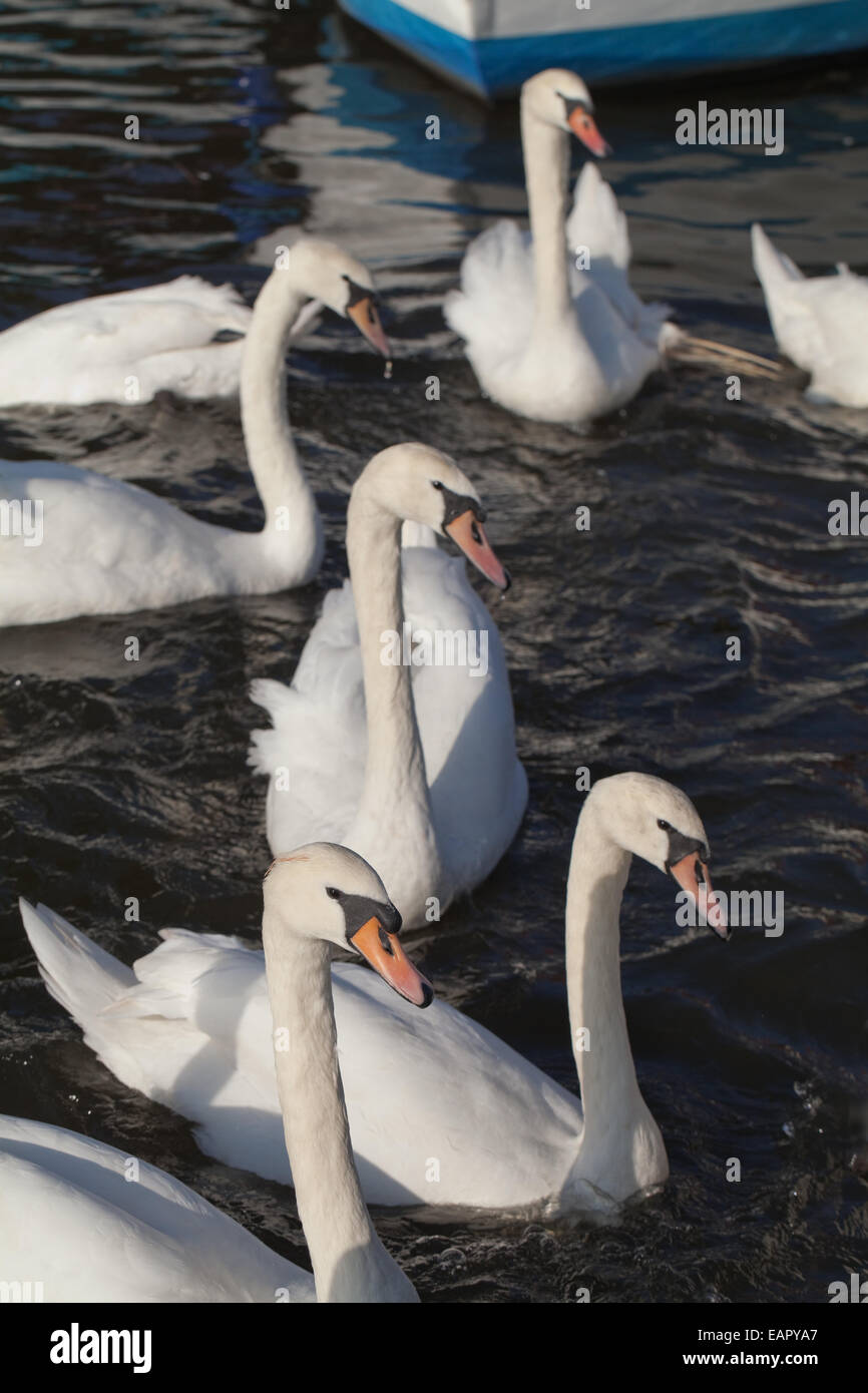 Mute Swans (Cygnus olor). None-breeding birds awaiting food hand-outs from human visitors to Norfolk Broads. England. Stock Photo
