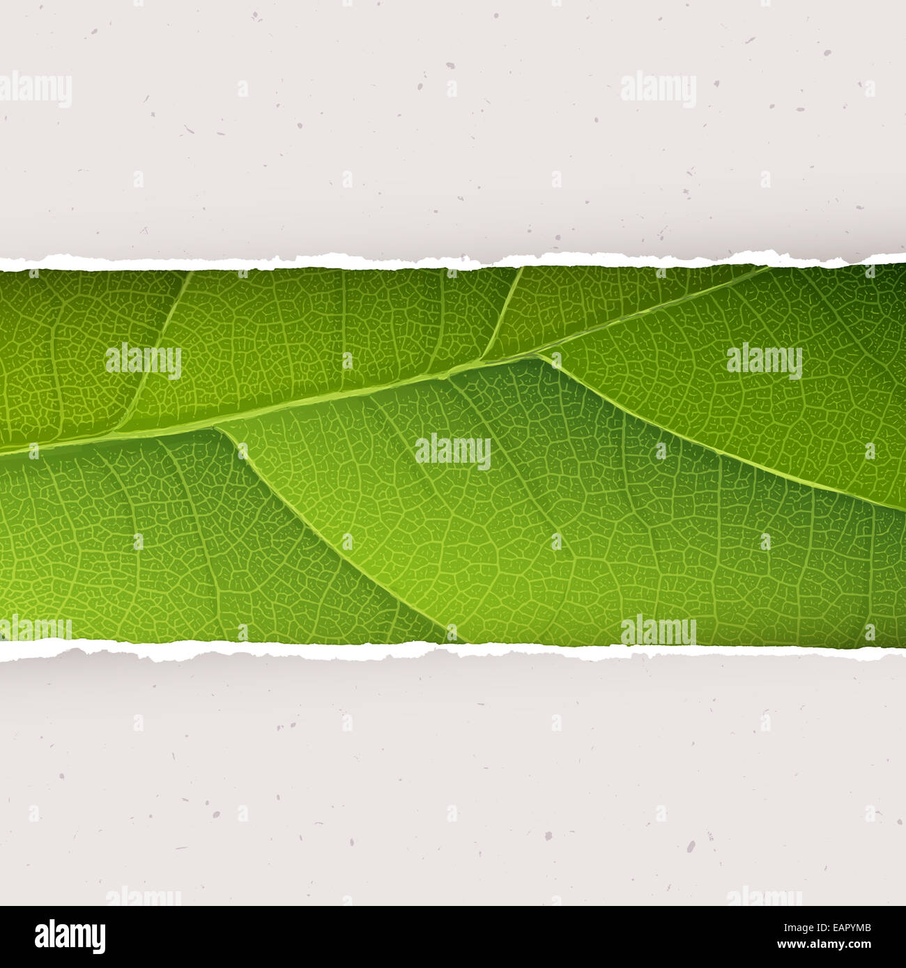 Green leaf texture under torn paper plates. Vector, EPS10 Stock Photo