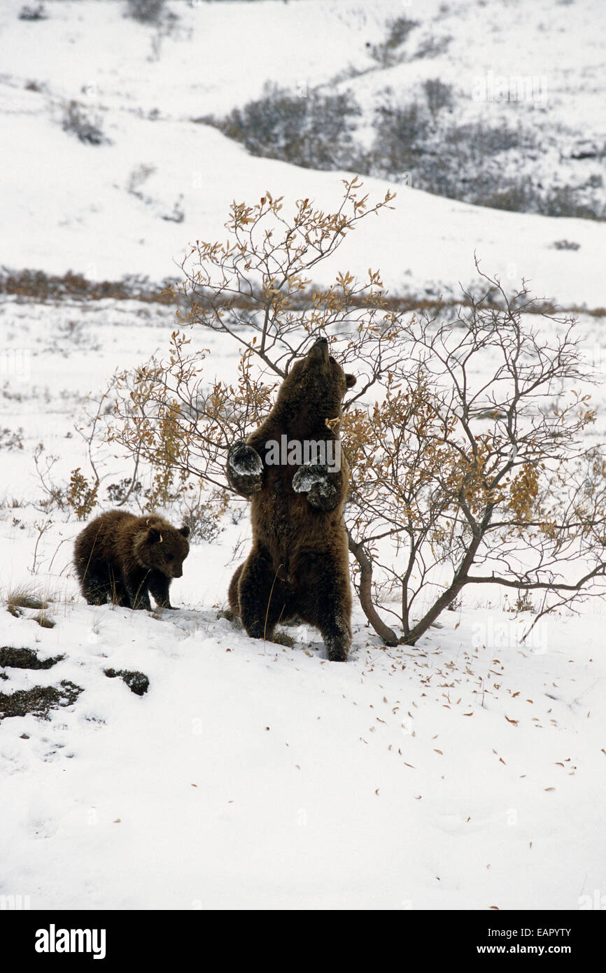 Grizzly Sow W/Cub Scratches Back On Willow Denali Np Ak In Stony Hill Late Fall Stock Photo