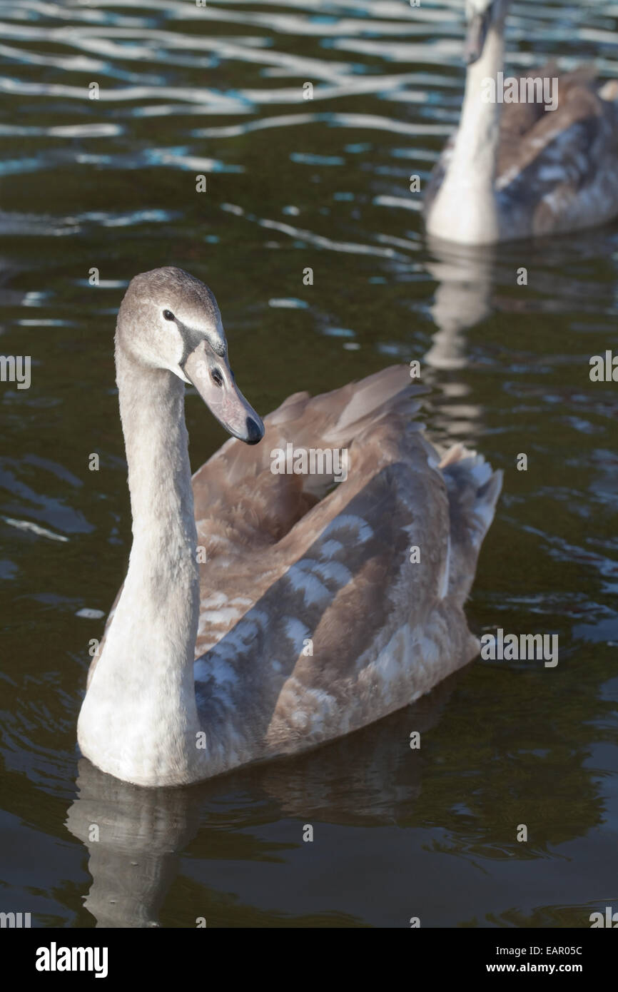 Mute Swan (Cygnus olor). Young, juvenile, immature, cygnet of the year, bird awaiting food hand-outs from human visitors. Stock Photo