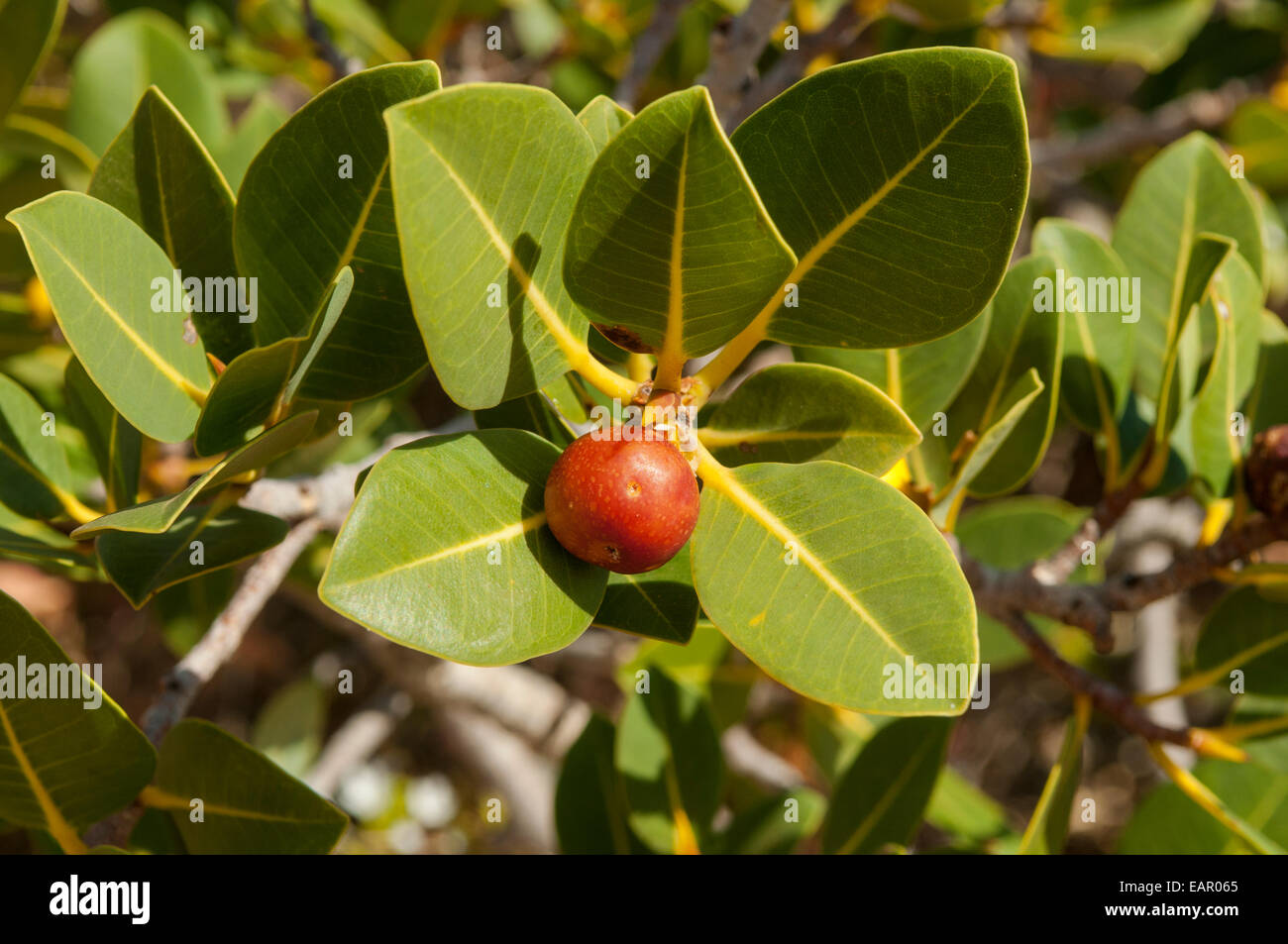 Ficus platypoda, Australian Rock Fig in Yardie Creek Cape Range