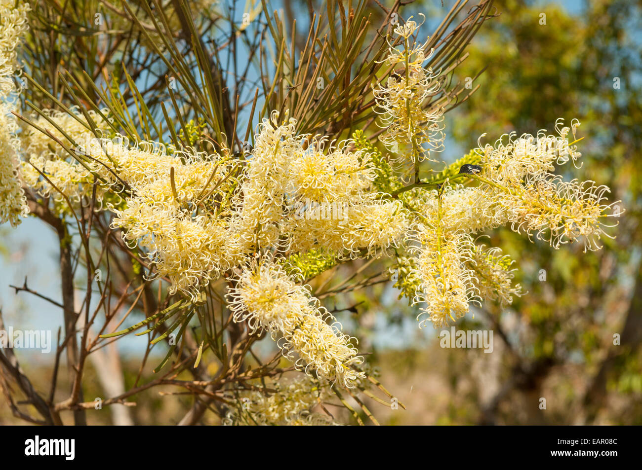 Grevillea stenobotrya, Rattlepod Grevillea, Cape Range NP, WA, Australia Stock Photo