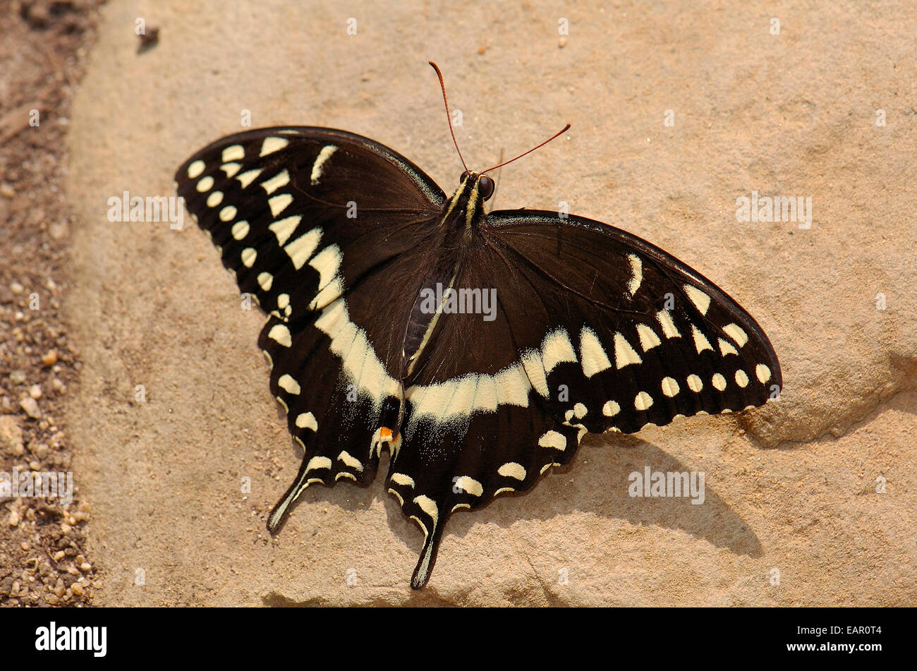 Black Swallowtail, Papilio polyxenes, Southern California Stock Photo
