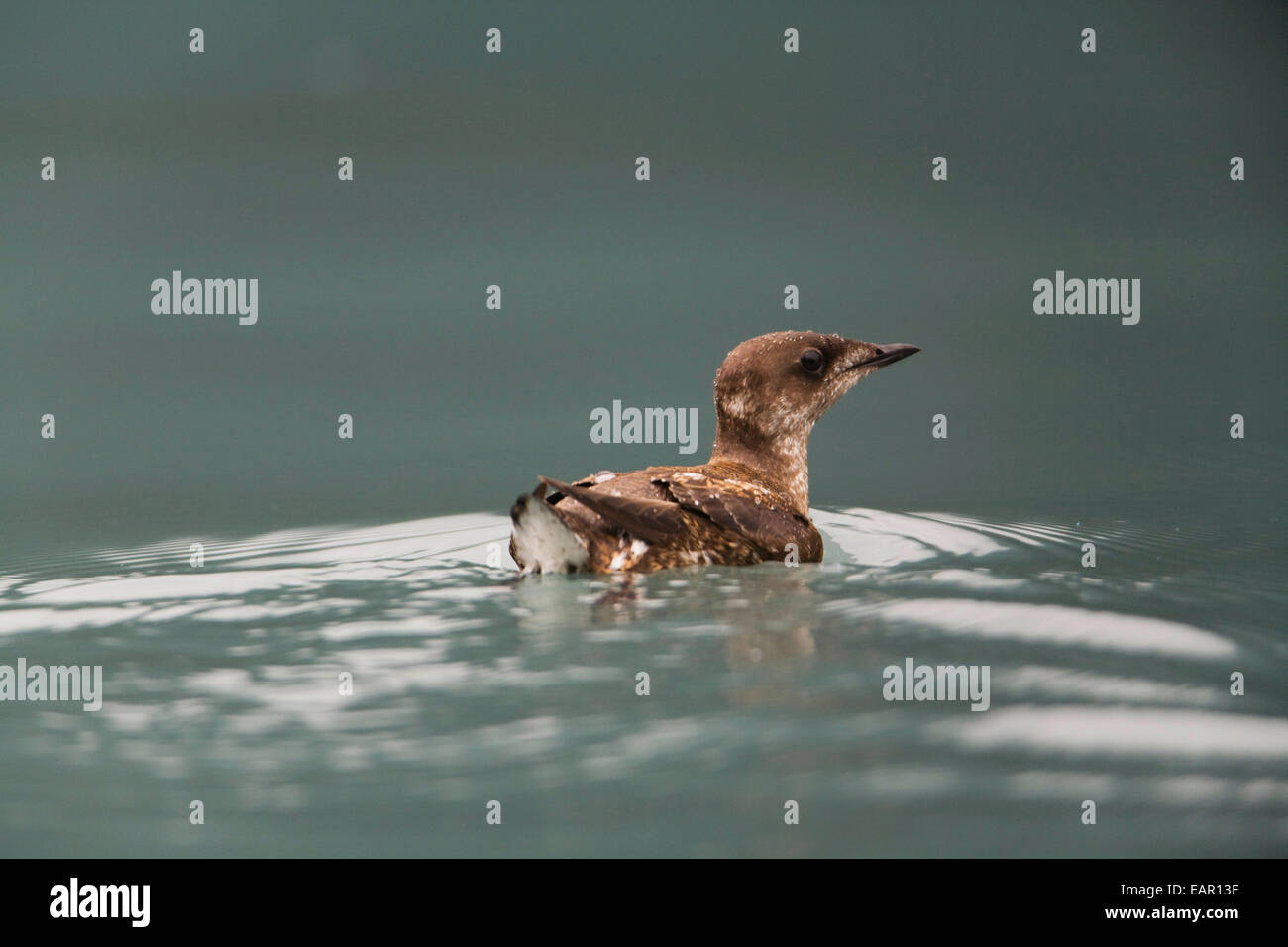Marbled Murrelet Swimming In Prince William Sound With Breeding Plumage, Alaska, Southcentral, Summer, Iucn Endangered Stock Photo